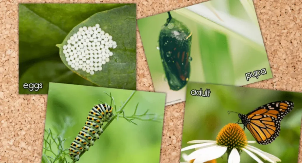Life Cycle of the Monarch Butterfly