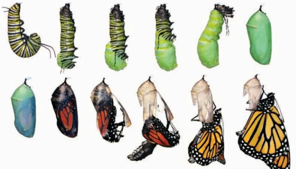 Life Cycle of the Monarch Butterfly