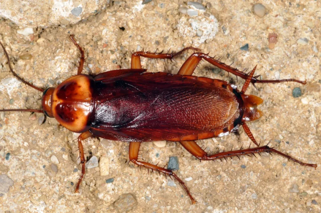 American Roach Life Cycle