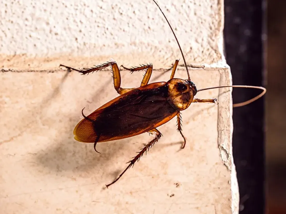 American Roach Life Cycle