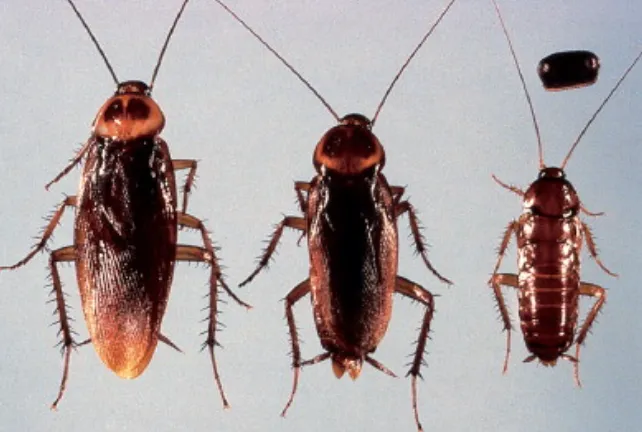 American Roach Life Cycle