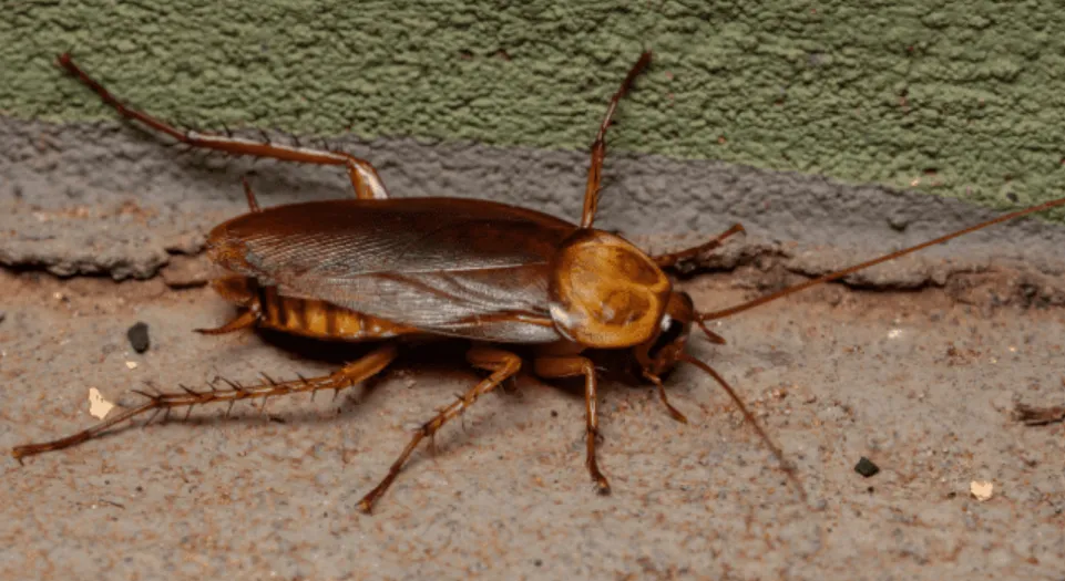 American Roach Life Cycle