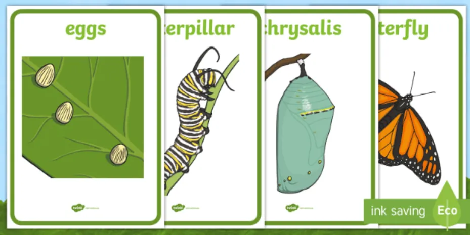Butterfly Life Cycle