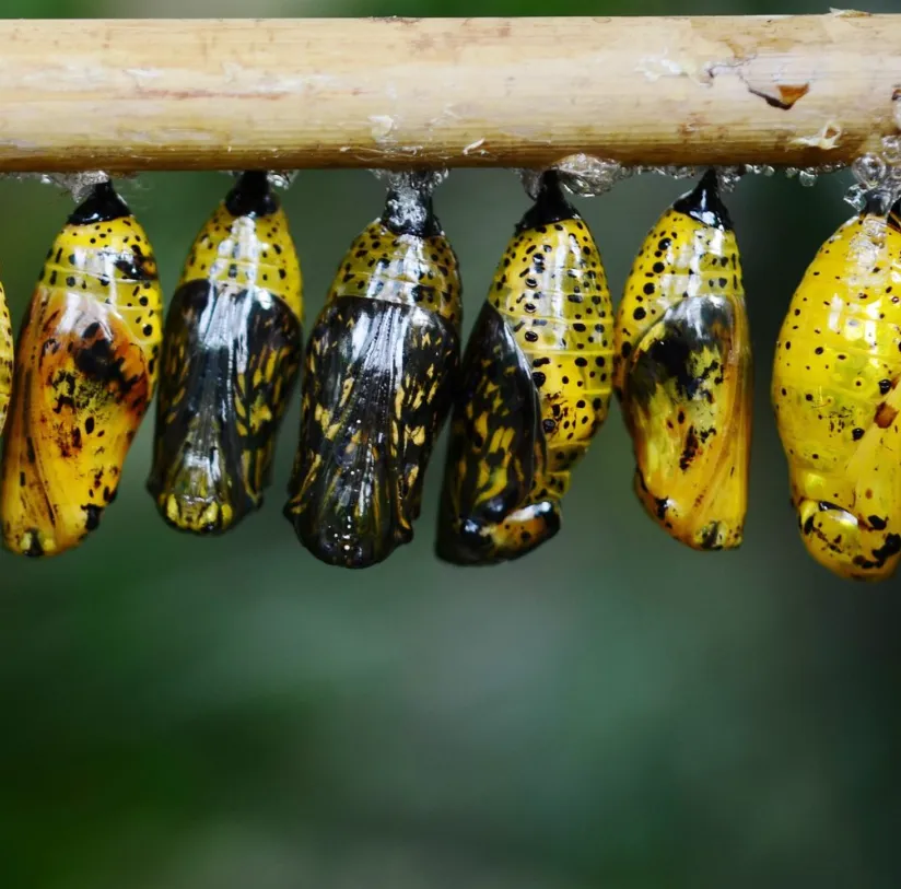 Butterfly Life Cycle