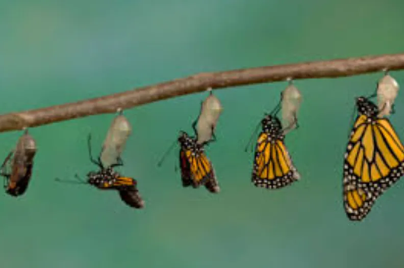 Butterfly Life Cycle