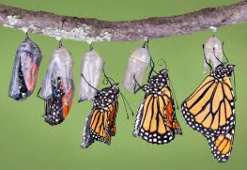 Butterfly Life Cycle