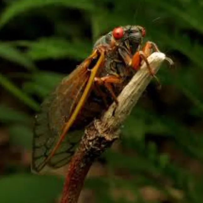 Cicada Bug Life Cycle