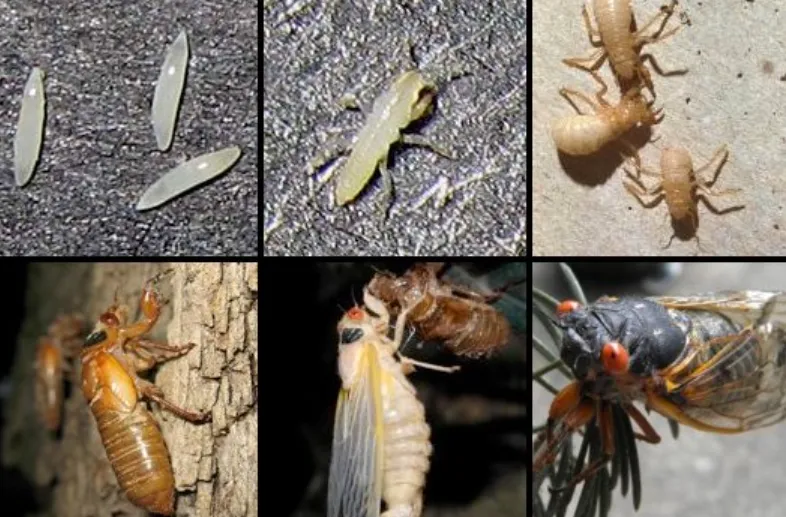 Cicada Bug Life Cycle