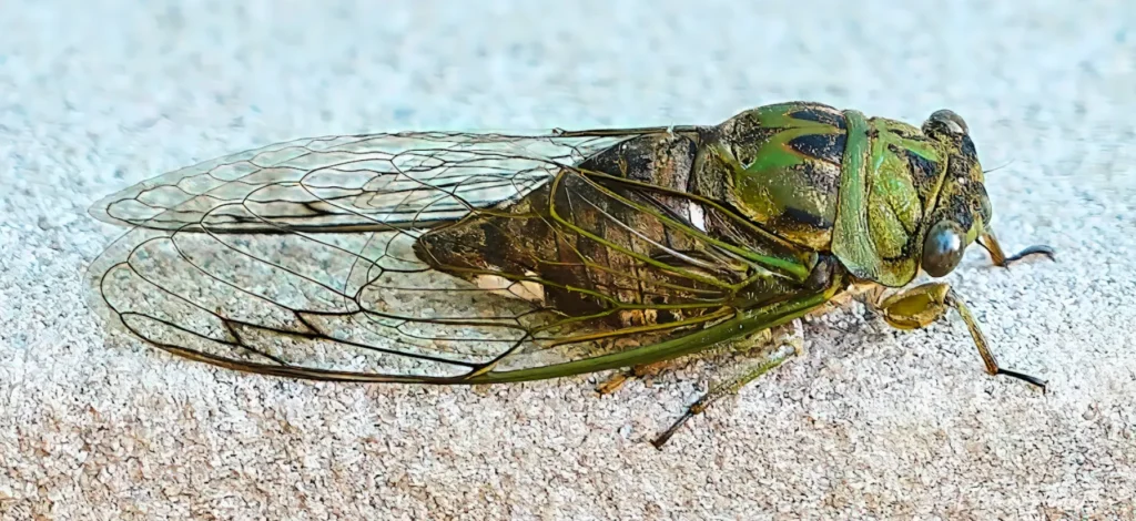 Cicada Bug Life Cycle