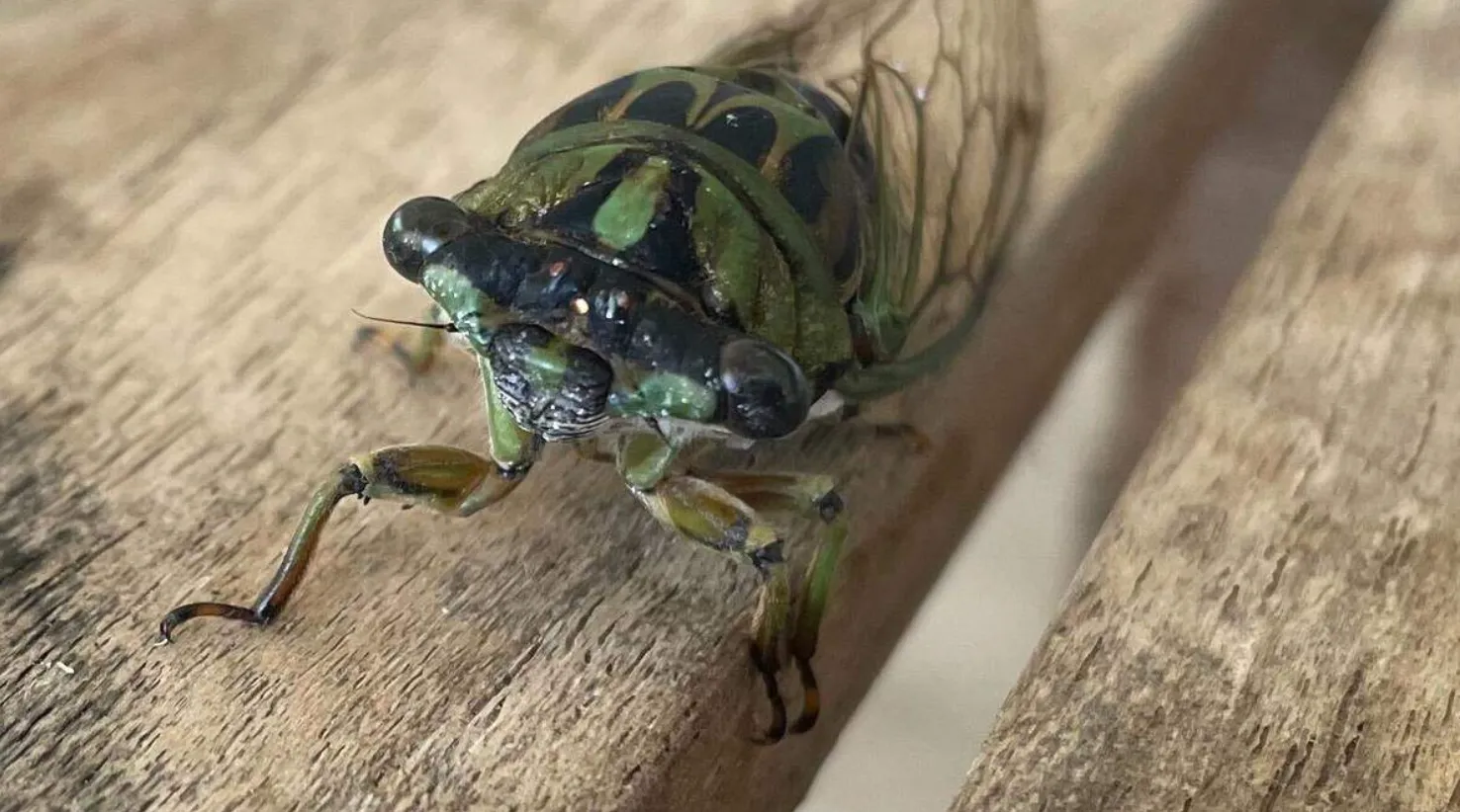 Cicada Bug Life Cycle