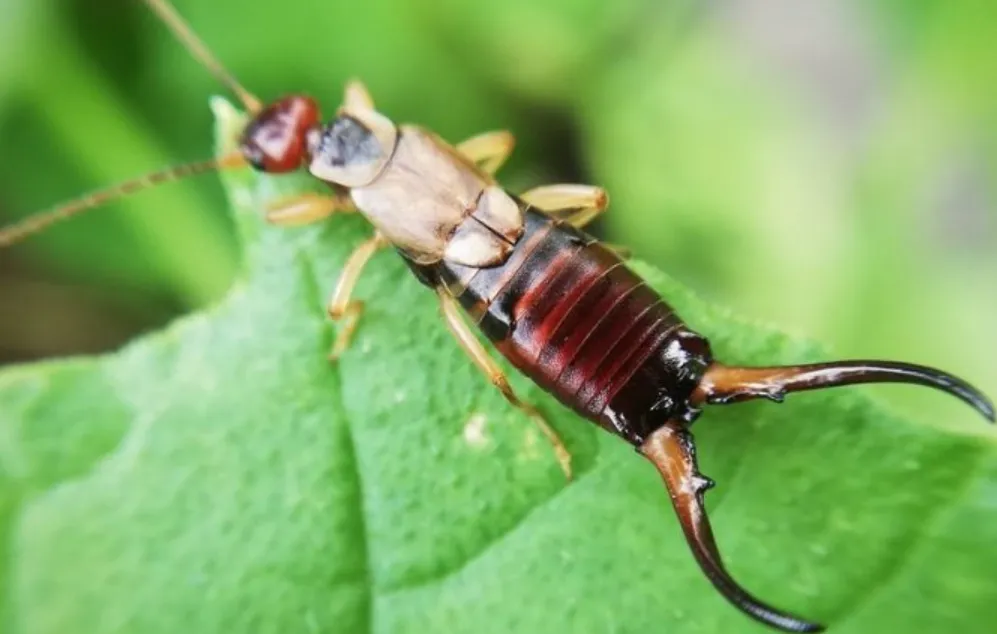 Earwig Life Cycle