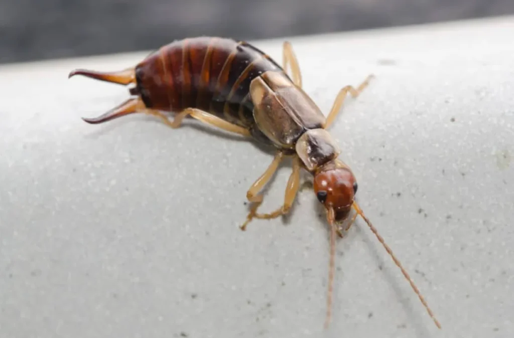 Earwig Life Cycle
