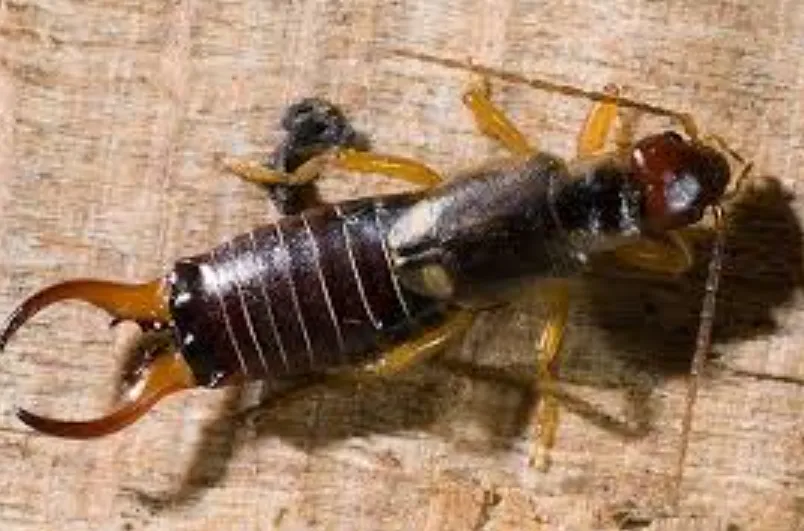 Earwig Life Cycle