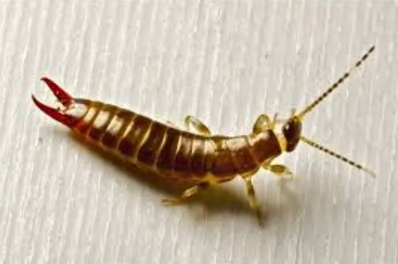 Earwig Life Cycle