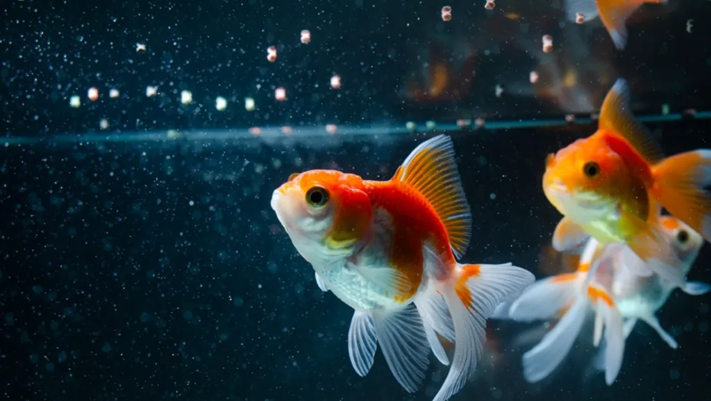 Fish Life Cycle