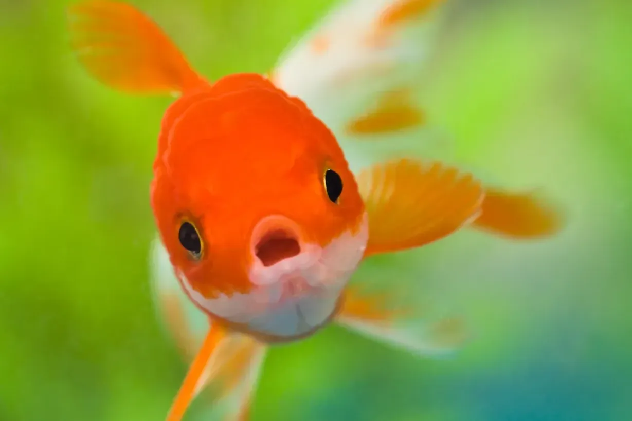 Fish Life Cycle