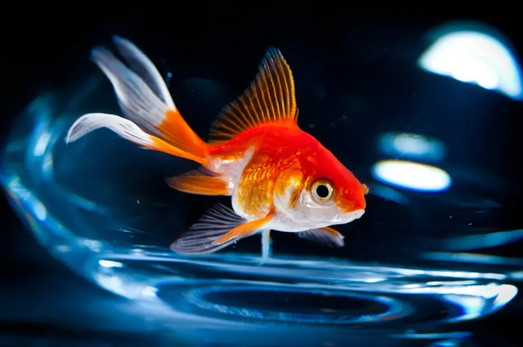 Fish Life Cycle