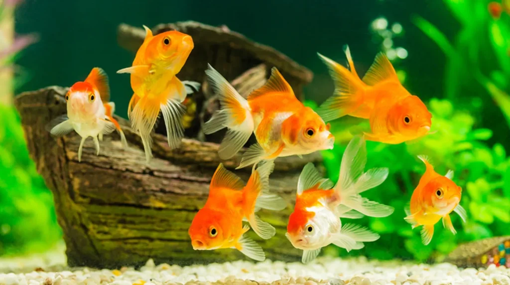 Fish Life Cycle