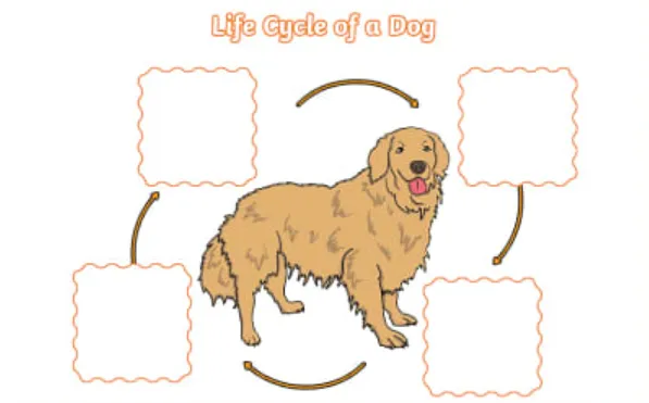 Life Cycle for Dogs