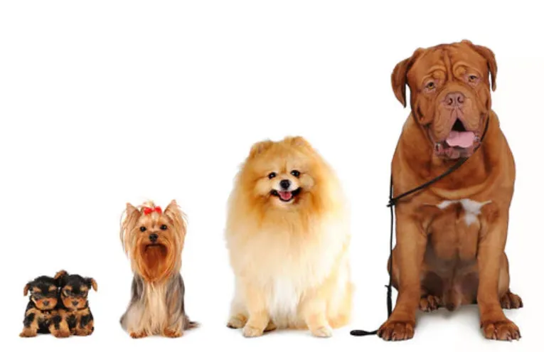Life Cycle for Dogs
