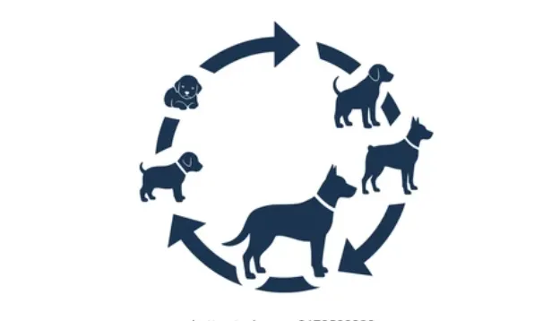 Life Cycle for Dogs