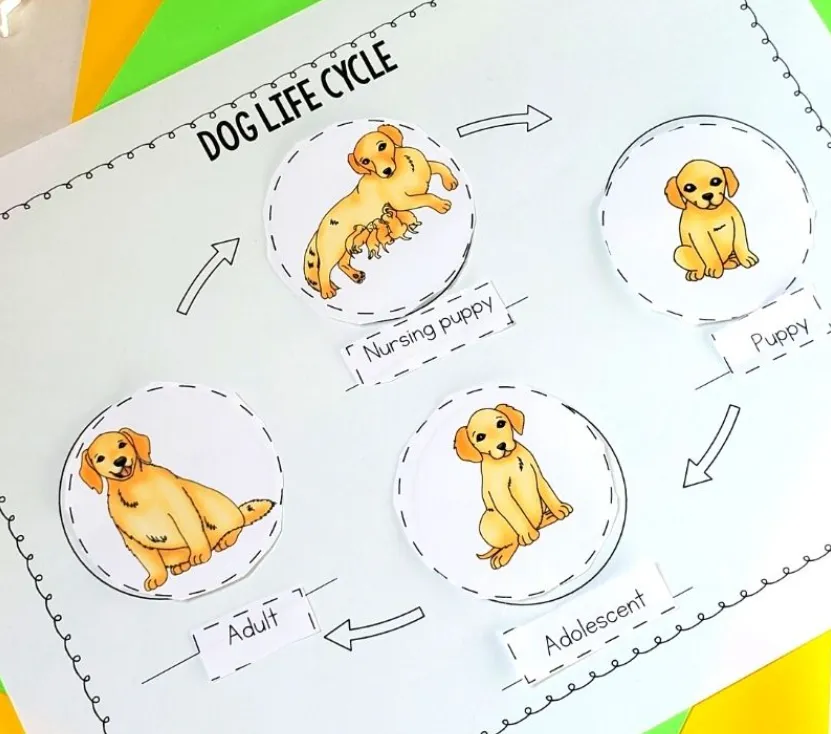 Life Cycle for Dogs