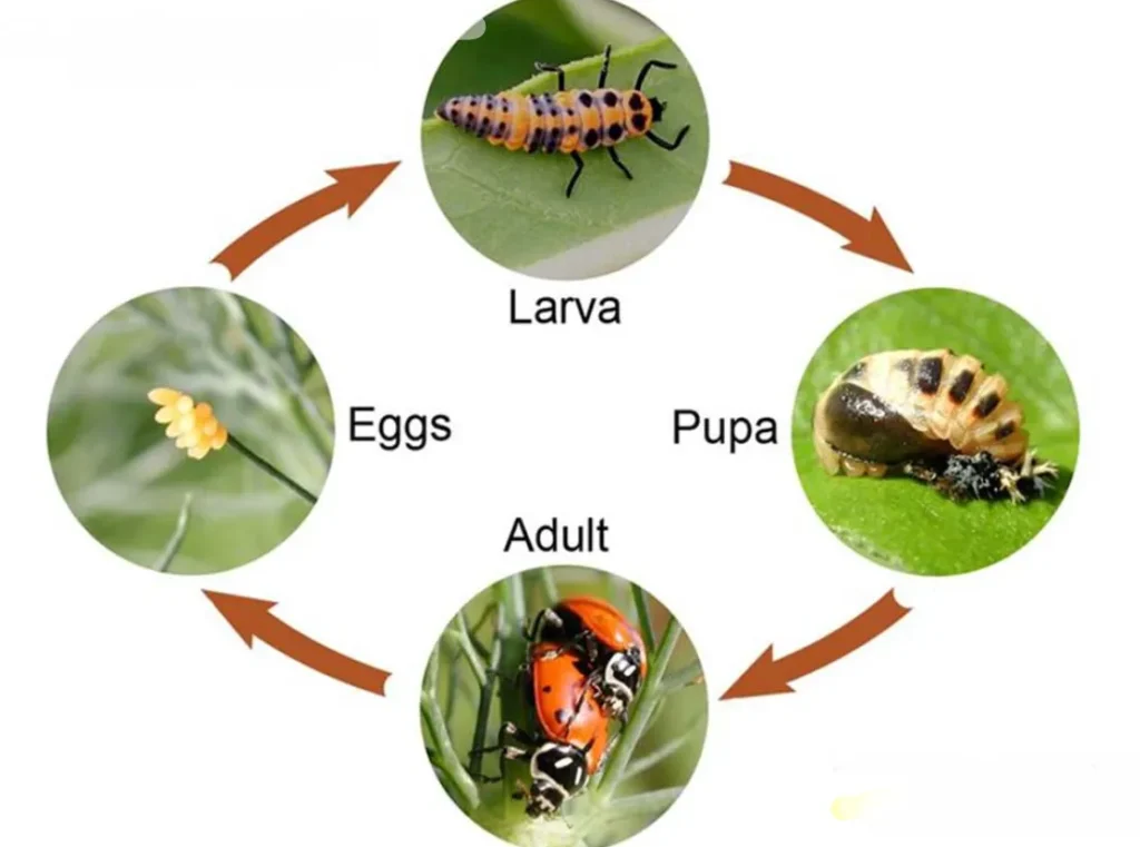 Life Cycle for Insects