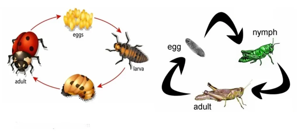 Life Cycle for Insects