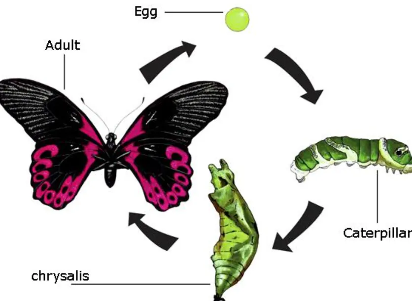 Life Cycle for Insects
