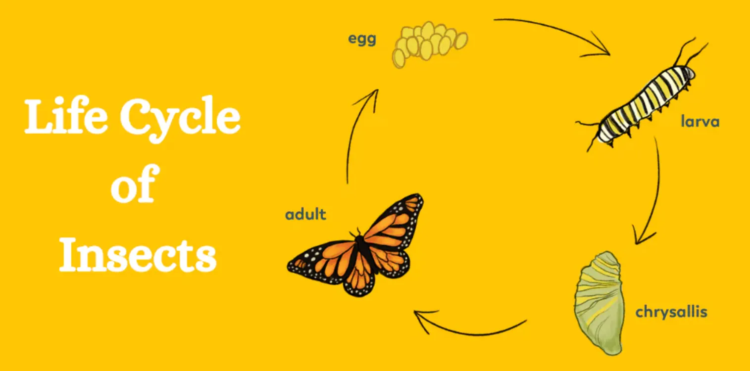 Life Cycle for Insects