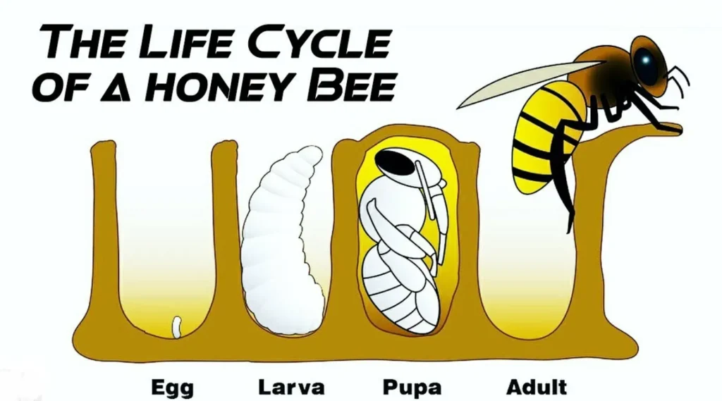 Life Cycle of Honey Bee