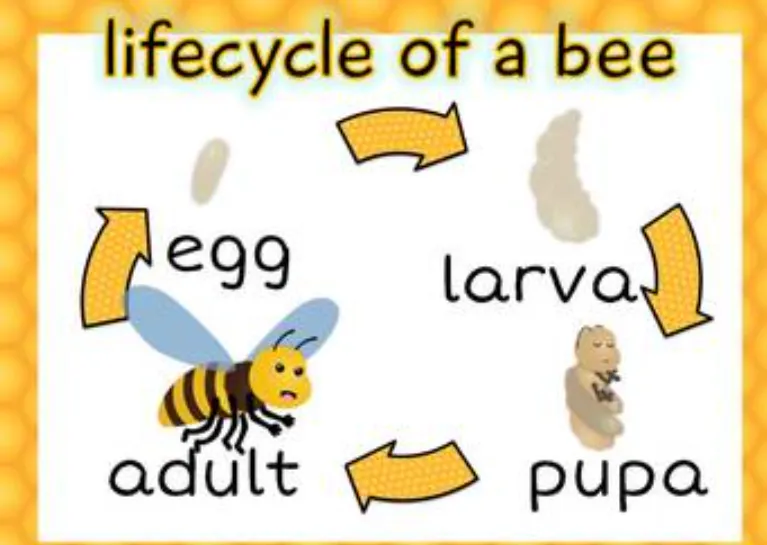 Life Cycle of Honey Bee