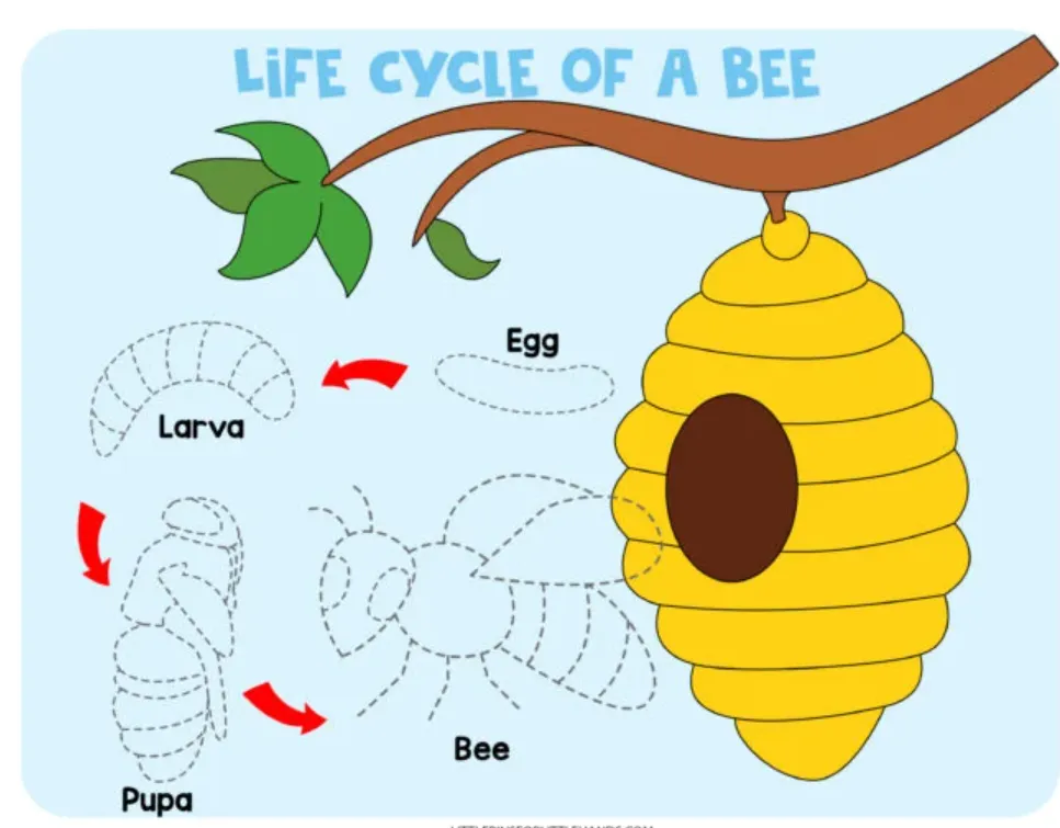 Life Cycle of Honey Bee