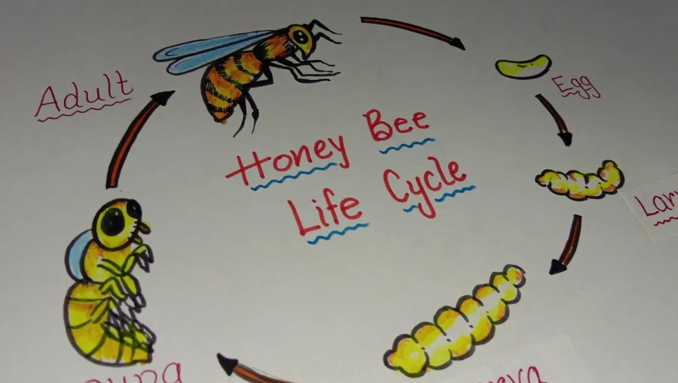 Life Cycle of Honey Bee