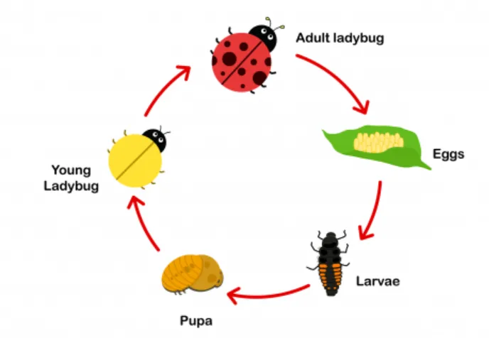 Life Cycle of Ladybird