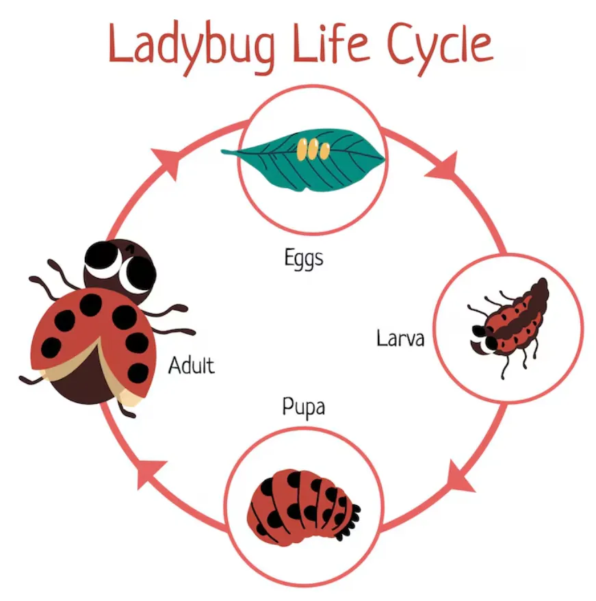 Life Cycle of Ladybird