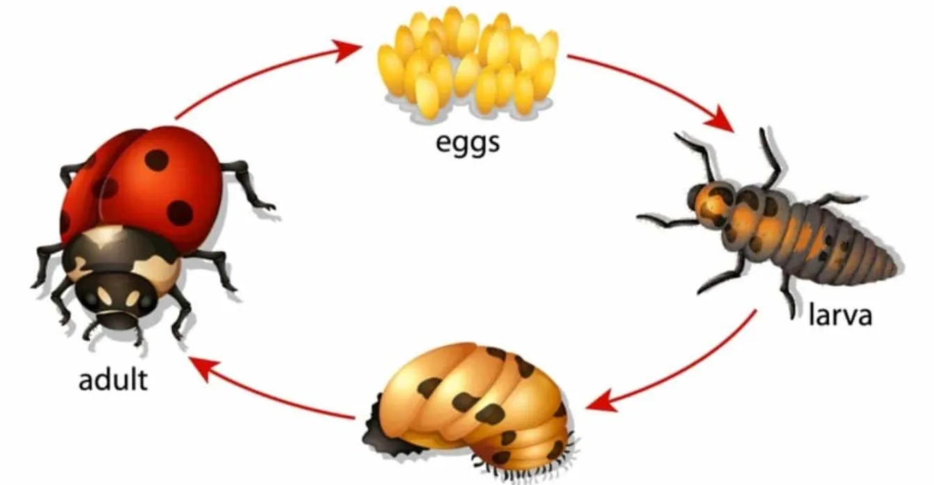 Life Cycle of Ladybird