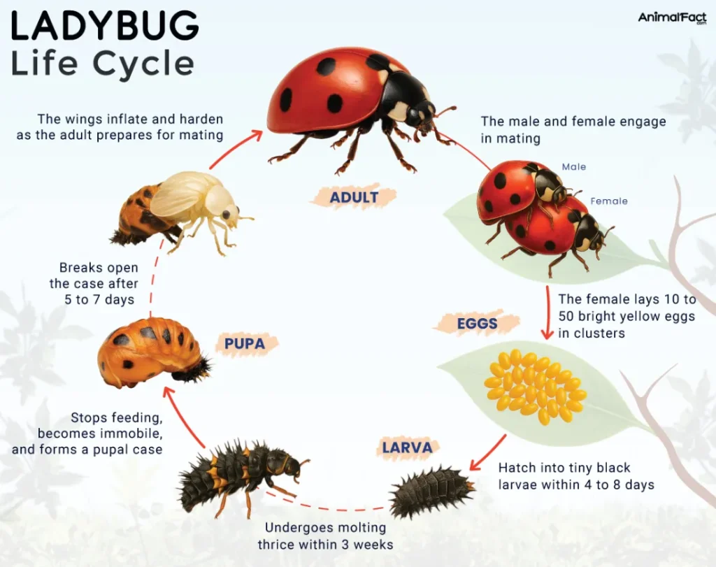 Life Cycle of Ladybird