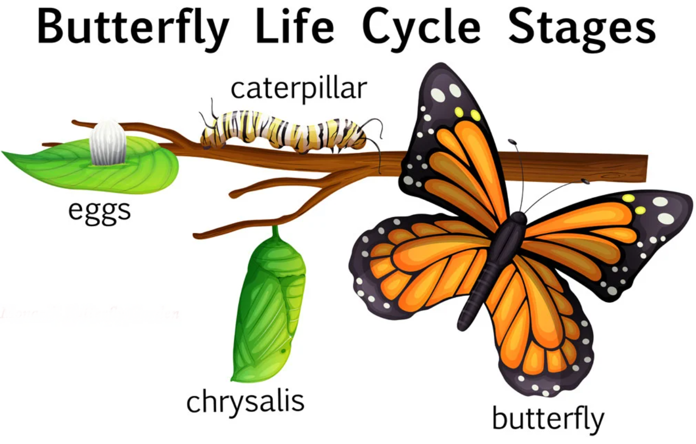 Life Cycle of a Monarch