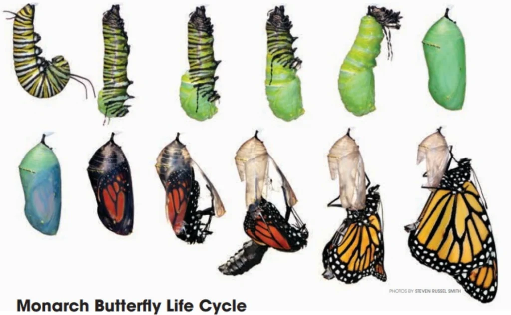 Life Cycle of a Monarch