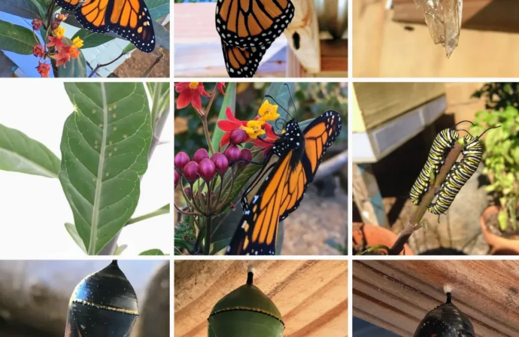 Life Cycle of a Monarch