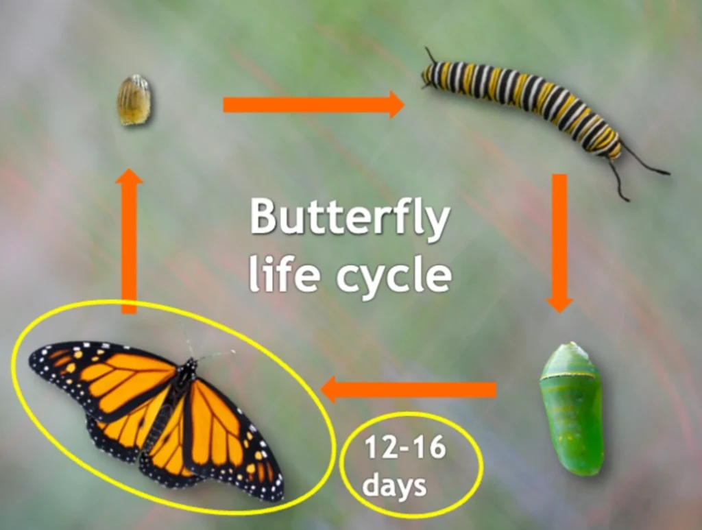 Life Cycle of a Monarch
