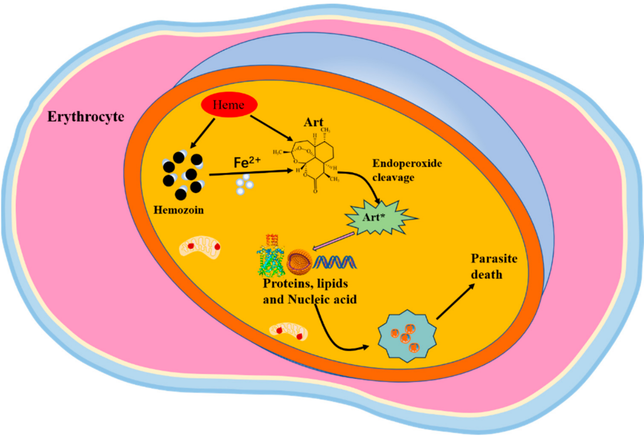 Malaria Life Cycle