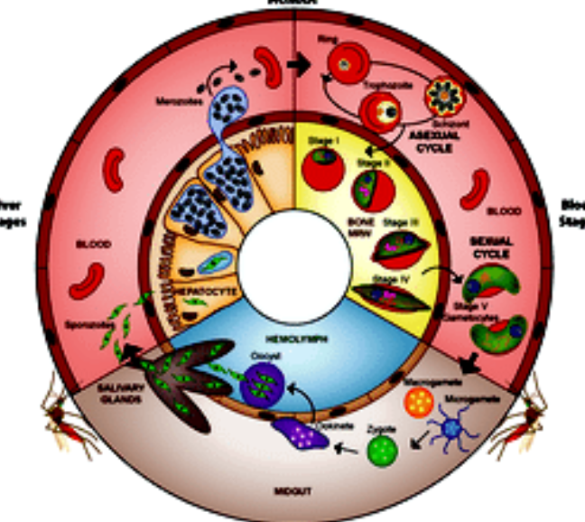 Malaria Life Cycle