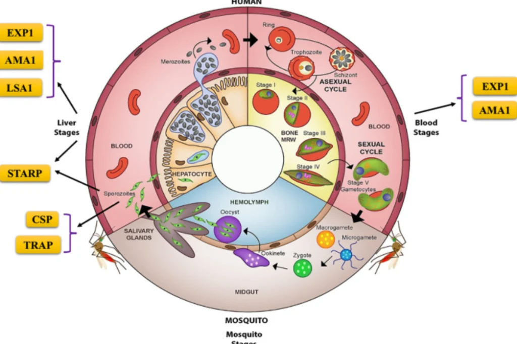 Malaria Life Cycle