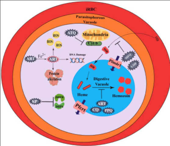 Malaria Life Cycle