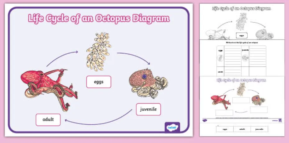 Octopus Life Cycle