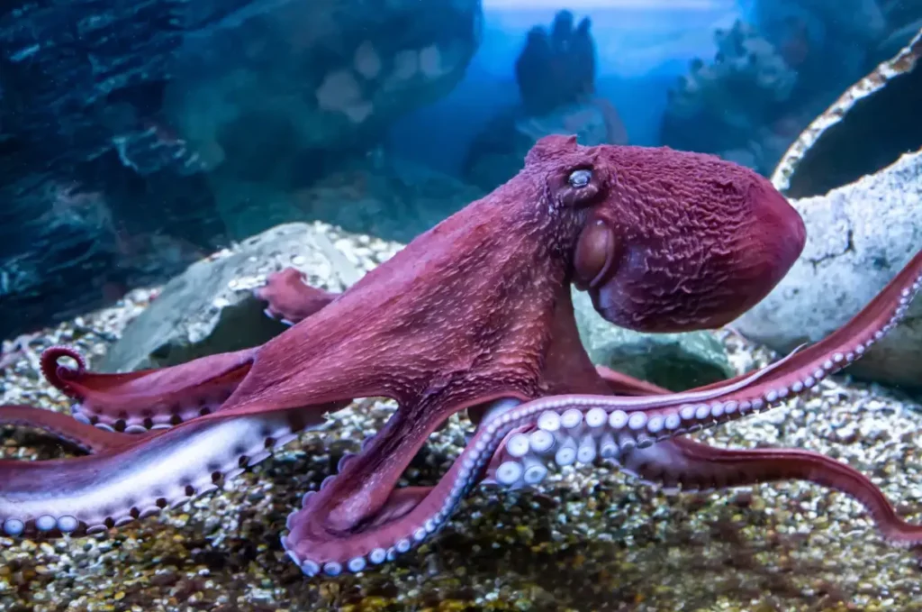 Octopus Life Cycle