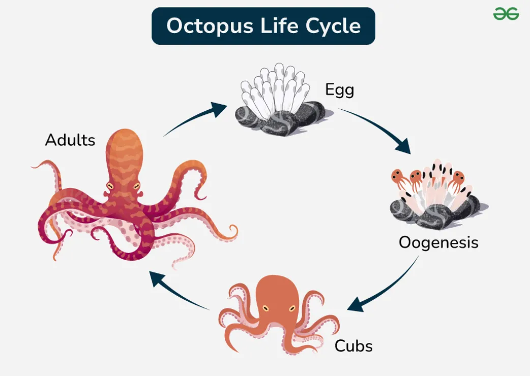Octopus Life Cycle