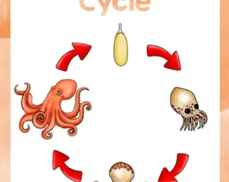 Octopus Life Cycle